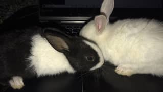 Bunnies Rabbit For Sale