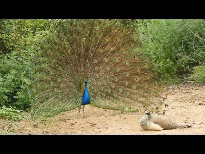 blue shoulder peacock male and peahen pair 0