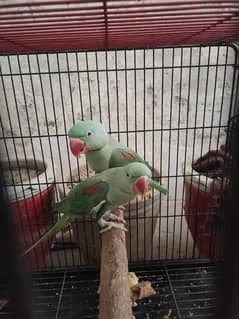 Breeder pair