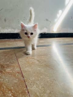 Persian