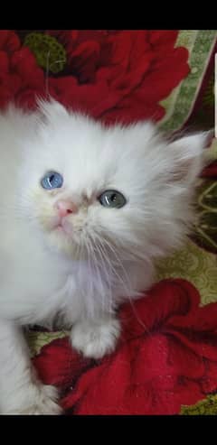 Kittens | Persian Kittens | Tripple Coated persian Kittens For Sale