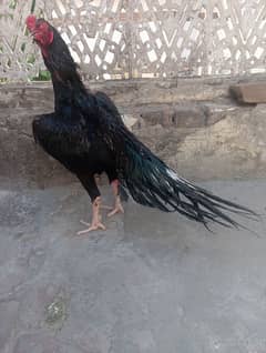 parrot
