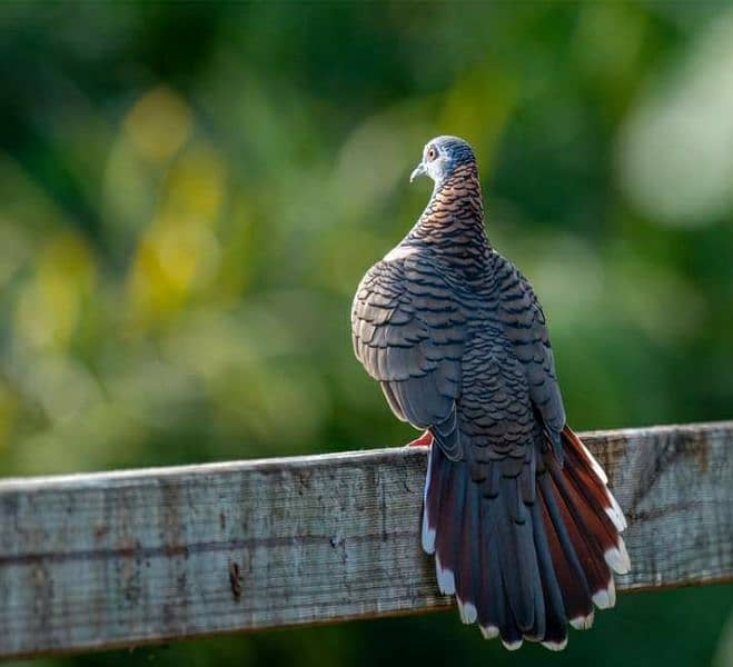 Bar-Shoulder Dove Pairs For Sale   بار شولڈر جوڑے 1