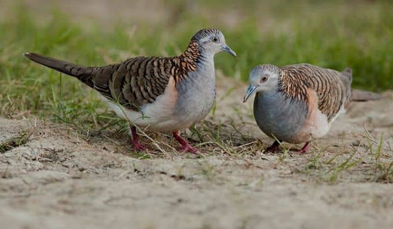 Bar-Shoulder Dove Pairs For Sale   بار شولڈر جوڑے 2