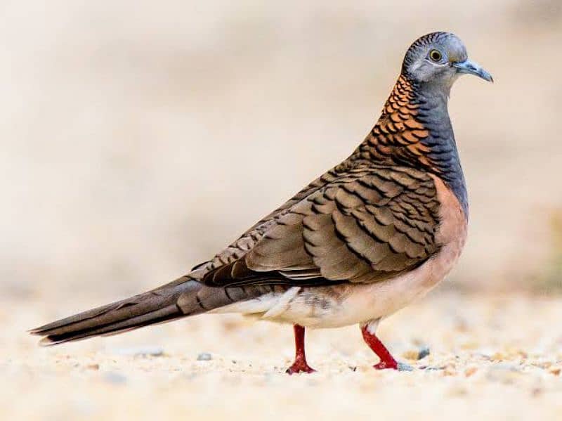Bar-Shoulder Dove Pairs For Sale   بار شولڈر جوڑے 3