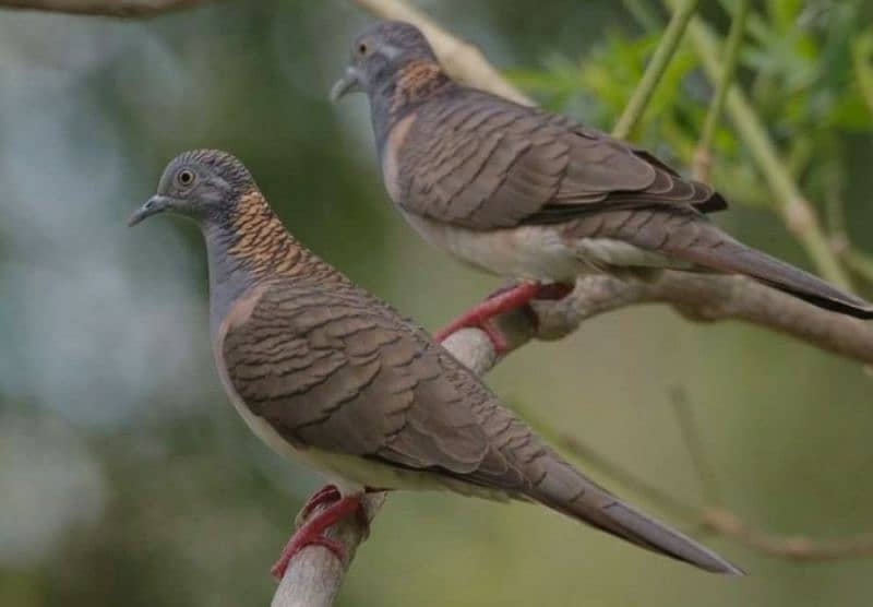 Bar-Shoulder Dove Pairs For Sale   بار شولڈر جوڑے 4