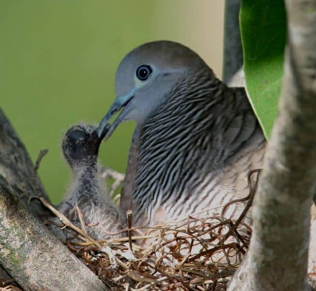 Bar-Shoulder Dove Pairs For Sale   بار شولڈر جوڑے 5