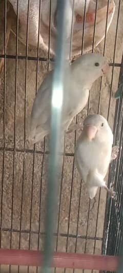 all satup for sale