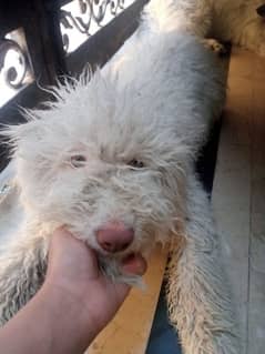 maltees female Available for sale beautiful friendly watch dog