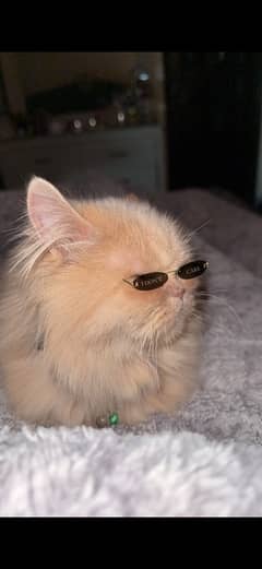 persian