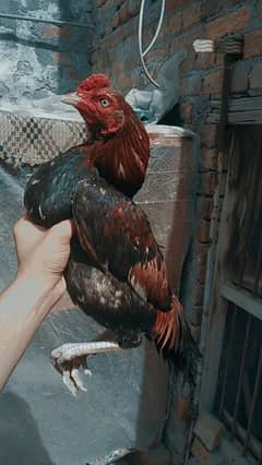 small