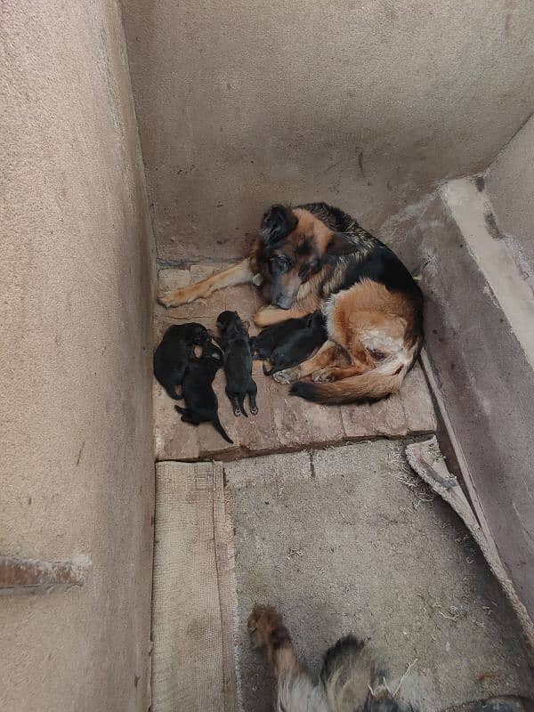 German Shepherd puppies|long Coat|GSD|female puppies|Black|Black Tan 4