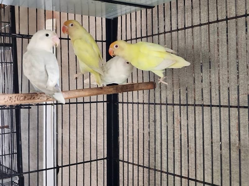 Albino Red Creamino Decino 2