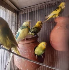 Australian king big size beautiful parrots for sale