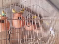 Australian king big size beautiful parrots for sale