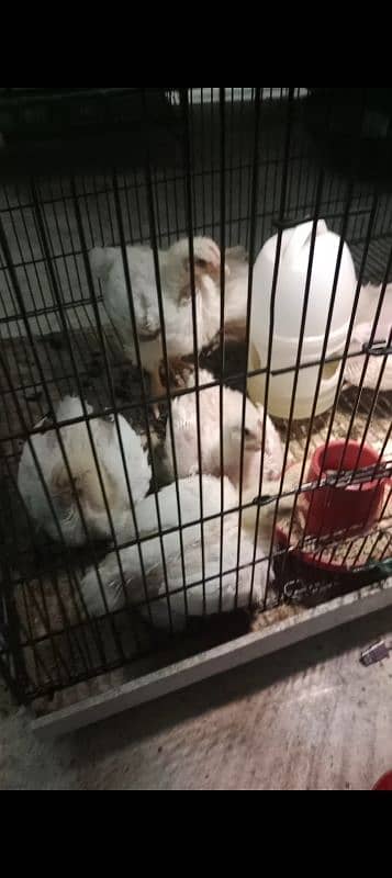1 day to 30 day old hen chicks broiler misri 3