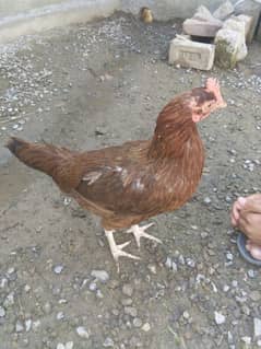 bacho