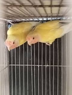 breeding pair ha