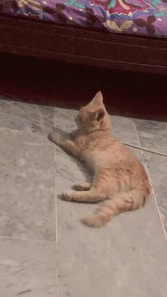 cat