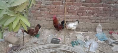Hen Murgian for sales