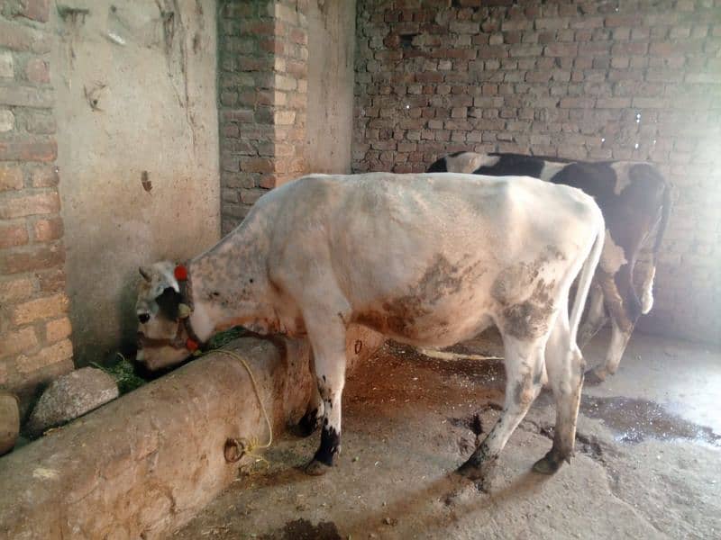 khubsoorat 2ndi wachi or khangar cow 0