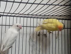 decino male and albino red eyes female breeder pair location Lahore