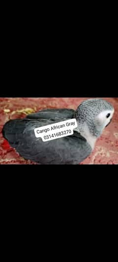 Cango
