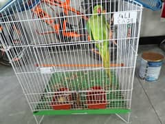 green parrot hand trained
