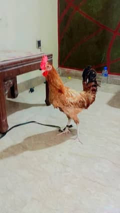 Sale Of Desi Murgha