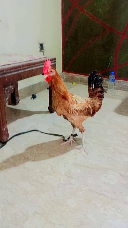 Sale Of Desi Murgha 0