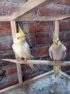 cockatiel