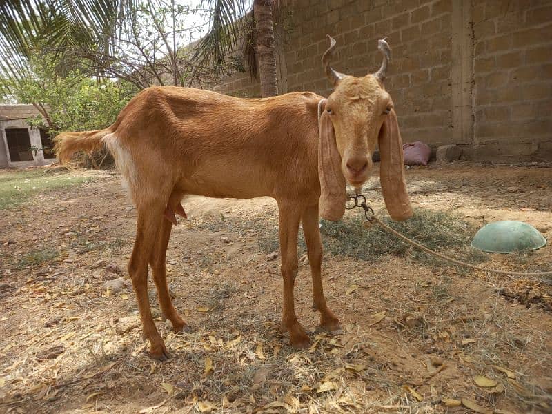 Bakri for sell 2