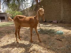 Bakri