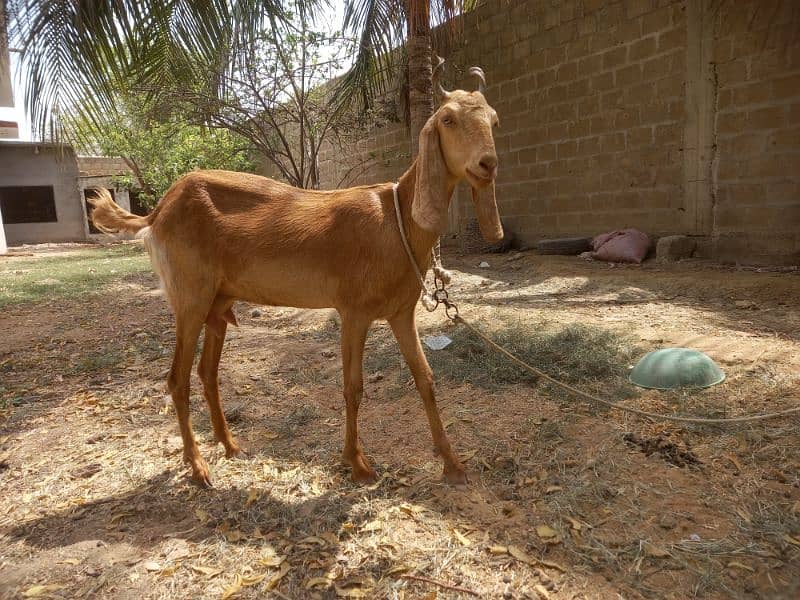Bakri for sell 0