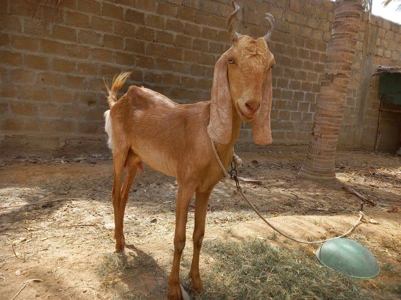 Bakri for sell 6