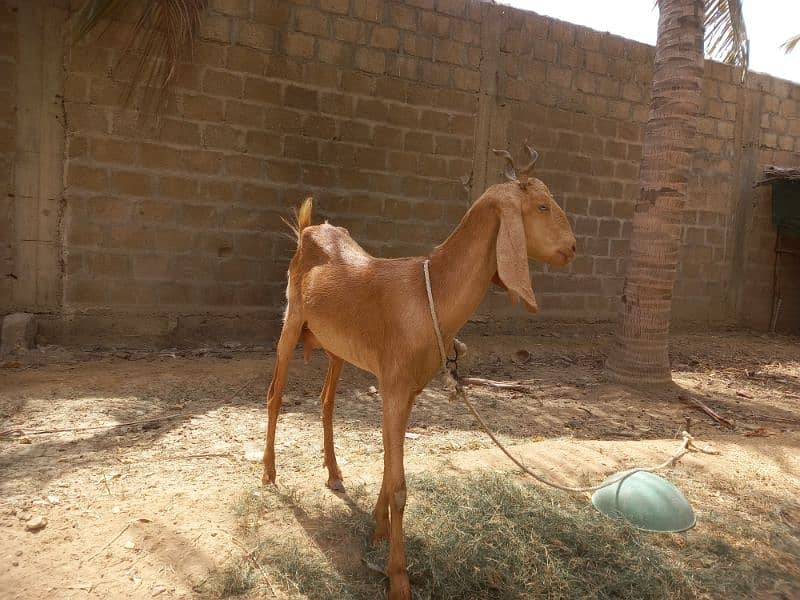 Bakri for sell 7