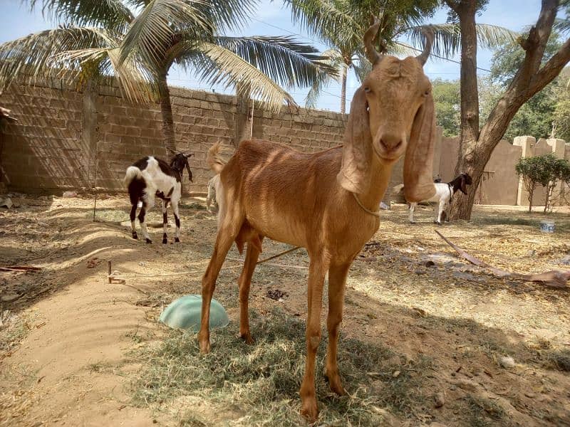 Bakri for sell 3