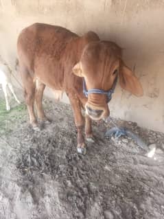 Brahaman bull pure USA