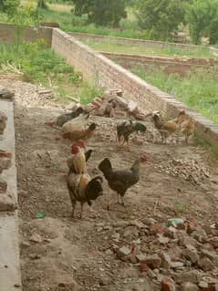 8 female