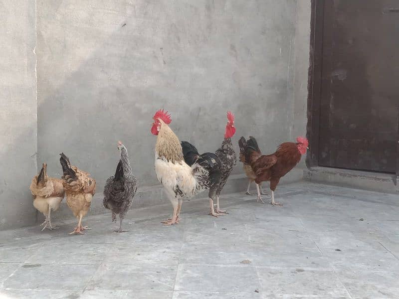 desi murga aur murgian andon pe hain 2