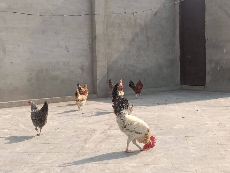 desi murga aur murgian andon pe hain 3