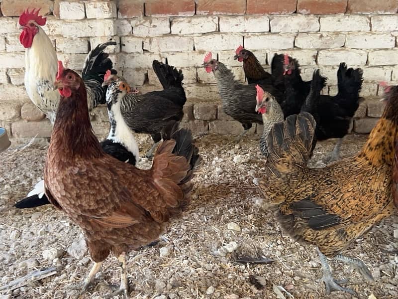 10 Hens & 2 ROOSTERS FOR SALE - 7Months old - EGG LAYING BIRDS 0
