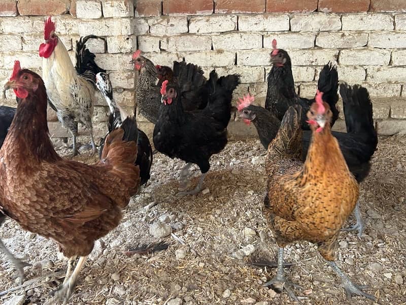 10 Hens & 2 ROOSTERS FOR SALE - 7Months old - EGG LAYING BIRDS 1