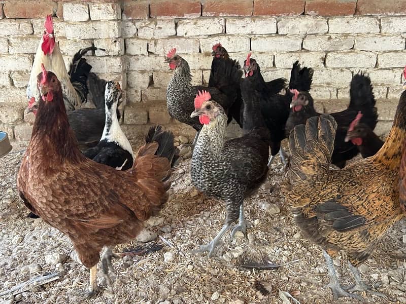 10 Hens & 2 ROOSTERS FOR SALE - 7Months old - EGG LAYING BIRDS 3