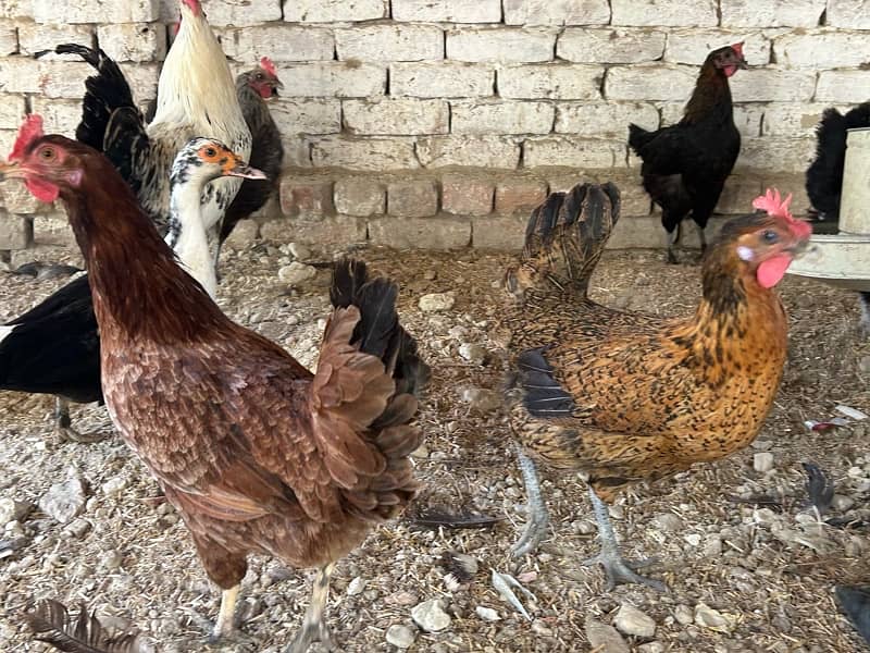 10 Hens & 2 ROOSTERS FOR SALE - 7Months old - EGG LAYING BIRDS 4