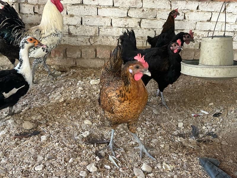 10 Hens & 2 ROOSTERS FOR SALE - 7Months old - EGG LAYING BIRDS 5