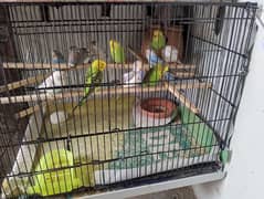 Parrots