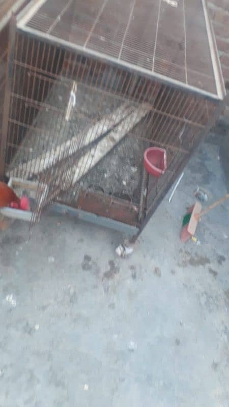 Heavy iron cages with trays best for hens, parrot and peogen. 0