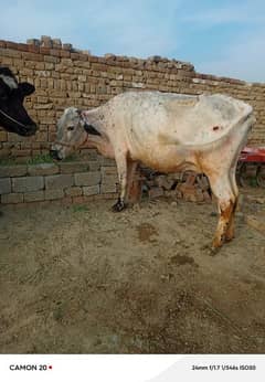 KHNAGAR COW