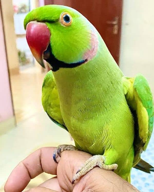 Sindhi parrot full talking and hand tamed 0